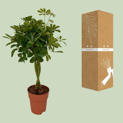 Strahlenaralie – Schefflera Compacta – Zimmerpflanze – Ø19 cm Topf – Ca. 80 cm hoch – Pflegeleicht & dekorativ – Ideal für Innenräume & überdachte Terrassen 