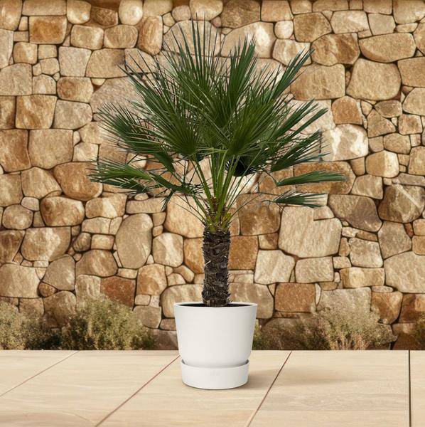 Chamaerops Humilis auf Stiel – Zwergpalme – Fächerpalme – Mediterrane Zimmer- und Kübelpflanze – Ø45cm – ↕150cm 