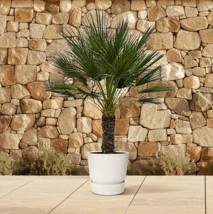 Chamaerops Humilis auf Stiel – Zwergpalme – Fächerpalme – Mediterrane Zimmer- und Kübelpflanze – Ø45cm – ↕150cm 