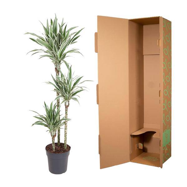 Drachenbaum – Dracaena White Stripe 150cm – Ø24cm – Zimmerpflanze mit grünen Blättern & weißen Streifen – Elegante pflegeleichte Dekopflanze für Wohnzimmer, Büro & Wintergarten 