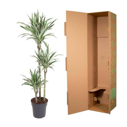 Drachenbaum – Dracaena White Stripe 150cm – Ø24cm – Zimmerpflanze mit grünen Blättern & weißen Streifen – Elegante pflegeleichte Dekopflanze für Wohnzimmer, Büro & Wintergarten 