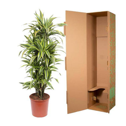 Drachenbaum - Dracaena Lemonlime - Zimmerpflanze - 150cm - ø30cm 