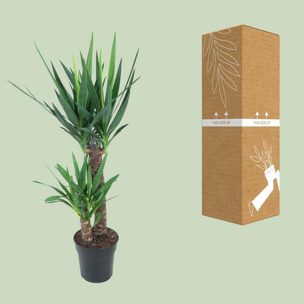 Riesen-Palmlilie - Yucca Elephantipes - Zimmerpflanze - Ø21cm - ↕100cm 