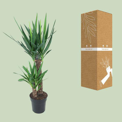 Riesen-Palmlilie - Yucca Elephantipes - Zimmerpflanze - Ø21cm - ↕100cm 