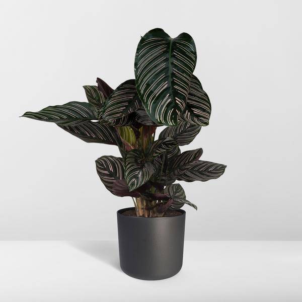 Calathea Ornata – Korbmarante – Zimmerpflanze – Ø19cm x ↕75cm – Dunkelgrüne Blätter mit rosa Streifen – Tropische Pflanze für Wohnräume – Luftreinigend & pflegeleicht 