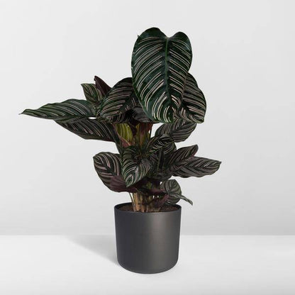 Calathea Ornata – Korbmarante – Zimmerpflanze – Ø19cm x ↕75cm – Dunkelgrüne Blätter mit rosa Streifen – Tropische Pflanze für Wohnräume – Luftreinigend & pflegeleicht 
