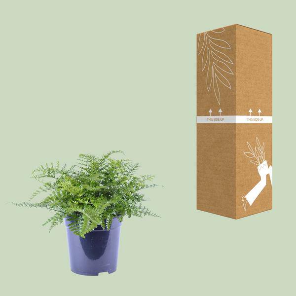 Nestfarn - Asplenium Parvati - Zimmerpflanze - Ø21cm - ↕40cm 