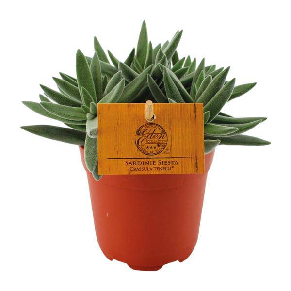 Sukkulente - Crassula Tenelli - Zimmerpflanze - Ø11cm - ↕15cm 