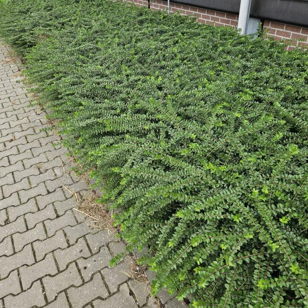 Heckenmyrthe Lonicera nit. 'Maigrün' – 6 Pflanzen – Vielseitige Gartenpflanze – ↕10-25cm – Ø9cm – pflegeleicht & schnittverträglich 