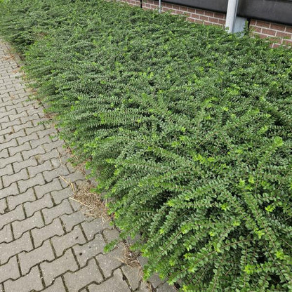 Heckenmyrthe Lonicera nit. 'Maigrün' – 6 Pflanzen – Vielseitige Gartenpflanze – ↕10-25cm – Ø9cm – pflegeleicht & schnittverträglich 