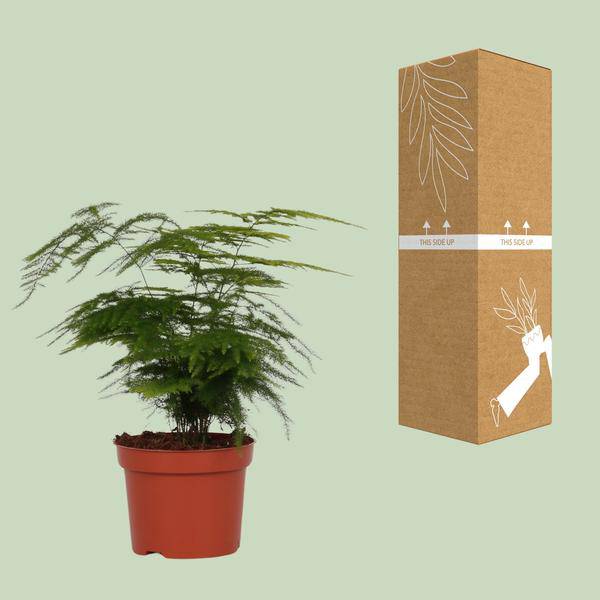 Feder-Spargel – Asparagus Setaceus 'Plumosus' – zarte Zimmerpflanze – Ø12cm Topf – ca. 35 cm hoch – luftreinigend & pflegeleicht 