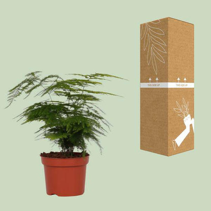 Feder-Spargel – Asparagus Setaceus 'Plumosus' – zarte Zimmerpflanze – Ø12cm Topf – ca. 35 cm hoch – luftreinigend & pflegeleicht 