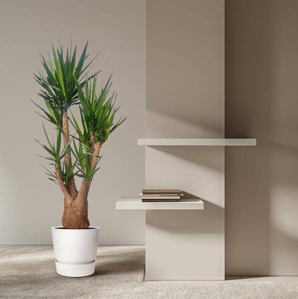 Riesen-Palmlilie – Yucca Elephantipes verzweigt – Zimmerpflanze 190cm – Ø55cm – Tropische Grünpflanze für Wohnzimmer, Büro & Wintergarten – Pflegeleicht & robust 