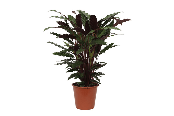 Calathea Wavestar – Korbmarante – Zimmerpflanze Ø19cm – Höhe ca. 80cm – Exotische Blattschmuckpflanze für Innenräume 