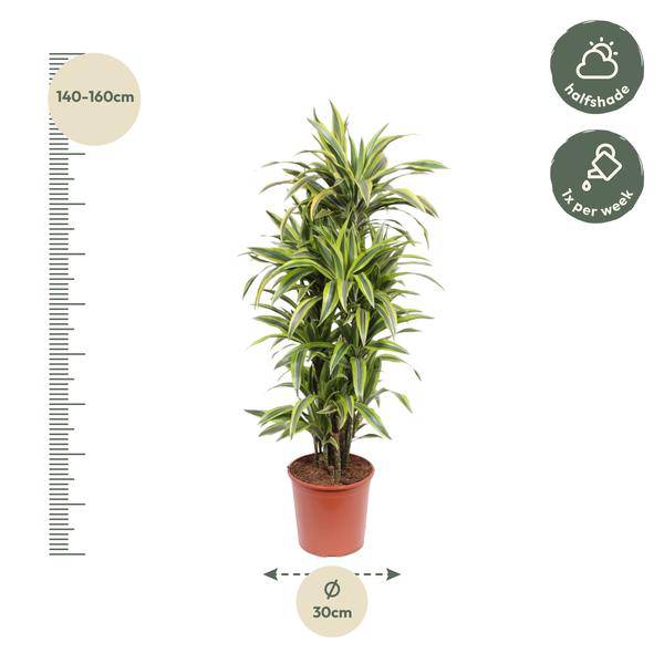 Drachenbaum - Dracaena Lemonlime - Zimmerpflanze - 150cm - ø30cm 