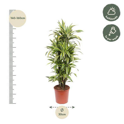 Drachenbaum - Dracaena Lemonlime - Zimmerpflanze - 150cm - ø30cm 