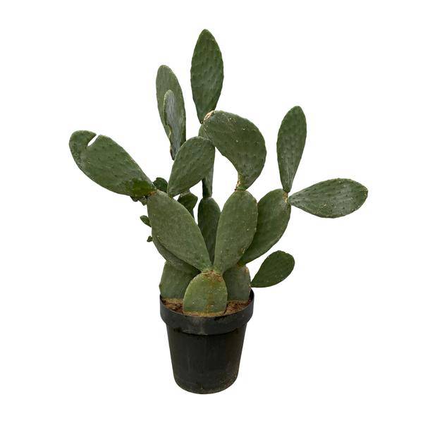 Opuntia Ficus Indica – Feigenkaktus – Große Zimmer- & Gartenpflanze – ↕140cm – Ø50cm – Pflegeleichter Kaktus mit gelben Blüten – Sukkulente für sonnige Standorte 