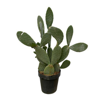 Opuntia Ficus Indica – Feigenkaktus – Große Zimmer- & Gartenpflanze – ↕140cm – Ø50cm – Pflegeleichter Kaktus mit gelben Blüten – Sukkulente für sonnige Standorte 
