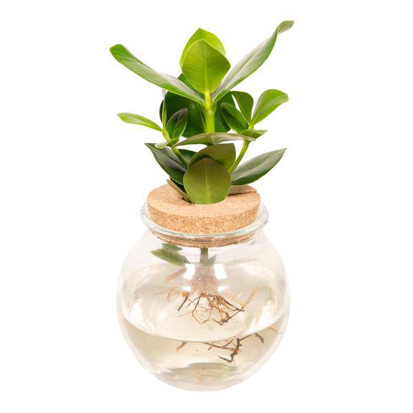 Balsamapfel Clusia Hydroponie-Mischung – Zimmerpflanze im Kugel-Glaskorken – Ø12cm – ca. 30cm hoch – pflegeleicht & wasserbasiert 