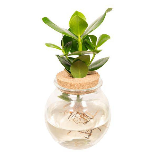 Balsamapfel Clusia Hydroponie-Mischung – Zimmerpflanze im Kugel-Glaskorken – Ø12cm – ca. 30cm hoch – pflegeleicht & wasserbasiert 