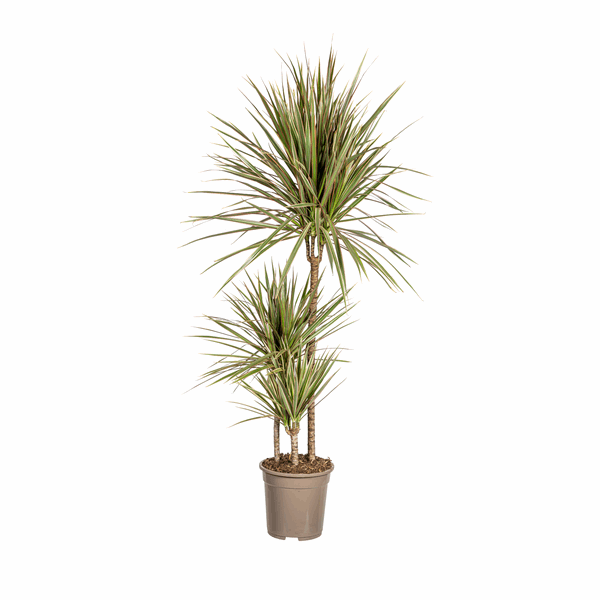 Dracaena Marginata Bicolor – Drachenbaum – Ø21cm – ↕110-130cm – Elegante Zimmerpflanze mit zweifarbigen Blättern – Pflegeleicht & luftreinigend 