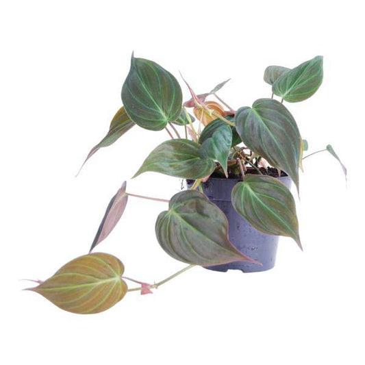 Philodendron scandens 'Micans' – Baumfreund – Zimmerpflanze ↕25cm – Ø12cm – Herzblatt-Philodendron mit samtigen Blättern – Hänge- & Kletterpflanze für Wohnzimmer & Büro 
