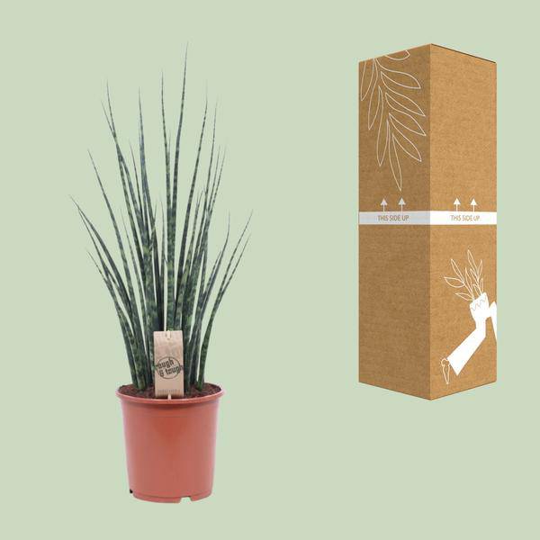 Bogenhanf - Sansevieria Fernholz Mikado - Zimmerpflanze - Ø19cm - ↕80cm 