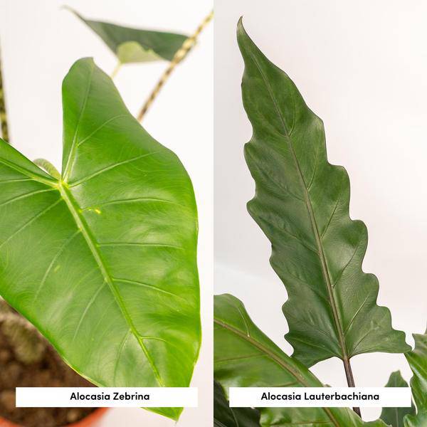 Pflanzenset - Pfeilblätter - Alocasia Zebrina - Ø19cm - ↕75cm + Alocasia Lauterbachiana - Ø19cm - ↕75cm 