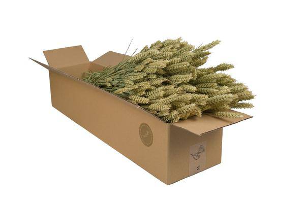 Getrocknete Blumen – Weizen (Triticum) – Natur – 4 Sträuße – ↕60cm – Dekorative Trockenblumen Bündel – Langlebig & pflegeleicht – Rustikale Vase & DIY Deko 