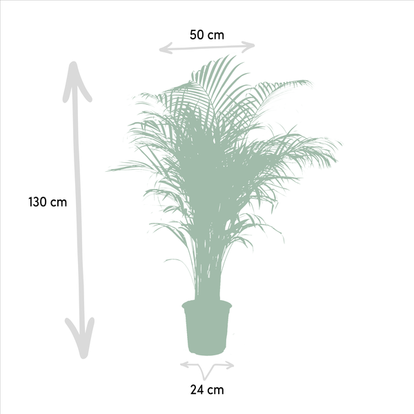 Betelpalme Areca-Palme – Zimmerpflanze Ø24cm – 130cm hoch – Luftreinigende Goldfruchtpalme 