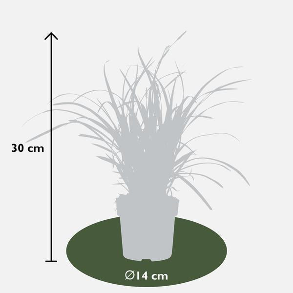 Weißrandige Segge – Carex morrowii 'Icedance' – Immergrünes Ziergras – Winterhart & pflegeleicht – Ø14 cm Topf – Ca. 30 cm hoch – Für Beete, Rabatten & Pflanzkübel 