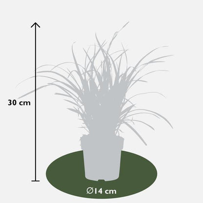 Weißrandige Segge – Carex morrowii 'Icedance' – Immergrünes Ziergras – Winterhart & pflegeleicht – Ø14 cm Topf – Ca. 30 cm hoch – Für Beete, Rabatten & Pflanzkübel 