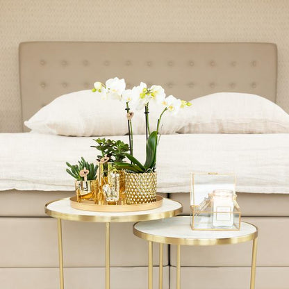 Weiße Phalaenopsis-Orchidee Amabilis + Diamant-Dekotopf gold – Ø9cm – 40cm hoch – Blühende Zimmerpflanze im eleganten Metallic-Topf 