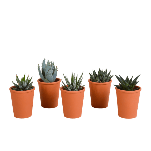 Sukkulenten Mix Gasteria & Haworthia – Ø8,5cm Zimmerpflanzen im Terrakotta – Topf – Verschiedene Mini – Ansicht 15