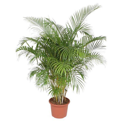 Goldfruchtpalme Dypsis Lutescens – Areca-Palme – 200cm hoch – Ø40cm – Große tropische Zimmerpflanze mit federartigen Blättern – Pflegeleicht & dekorativ – Für Wohnzimmer, Büro & Innenräume 