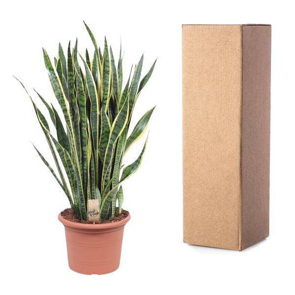 Bogenhanf – Sansevieria Laurentii – Zimmerpflanze 100cm – Ø35cm – Pflegeleichte Grünpflanze mit gelbem Rand – Luftreinigende Schlangenpflanze für Wohnzimmer, Büro & Schlafzimmer 