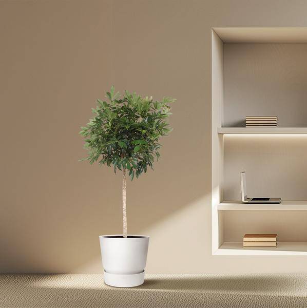 Strahlenaralie – Schefflera Arboricola Compacta – Große Zimmerpflanze 190 cm – Immergrün & Pflegeleicht – Ø45 cm Topf – Ideal für Büro & Wohnzimmer 
