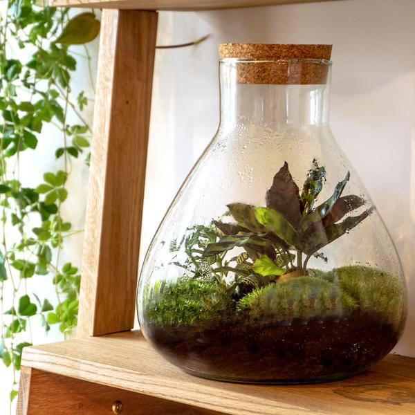 Flaschengarten – DIY Terrarium Sammie – ↕27cm – Selbstversorgendes Pflanzen-Terrarium mit Fittonia & Calathea – Inkl. Glasgefäß, Moos, Erde & Anleitung – Mini-Ökosystem zum Selberbauen 