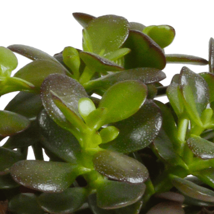 Sukkulente - Crassula Mix - 10,5 cm - 3 Stück 