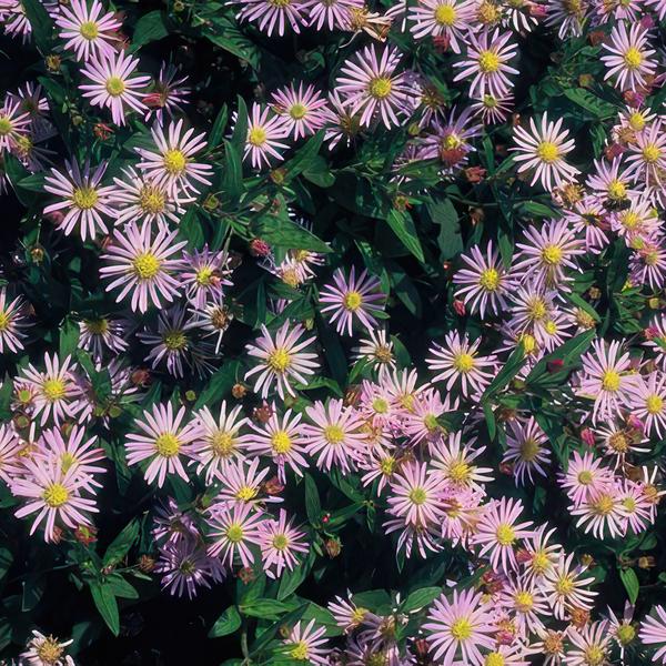 Wild-Aster Aster ageratoides 'Asran' – 6 Stück – ↕10-25cm – Ø9cm – Herbstblüher für Garten & Balkon – Pflegeleichte Staude mit hellblauen Blüten – Sonne bevorzugt 