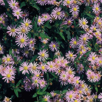 Wild-Aster Aster ageratoides 'Asran' – 6 Stück – ↕10-25cm – Ø9cm – Herbstblüher für Garten & Balkon – Pflegeleichte Staude mit hellblauen Blüten – Sonne bevorzugt 