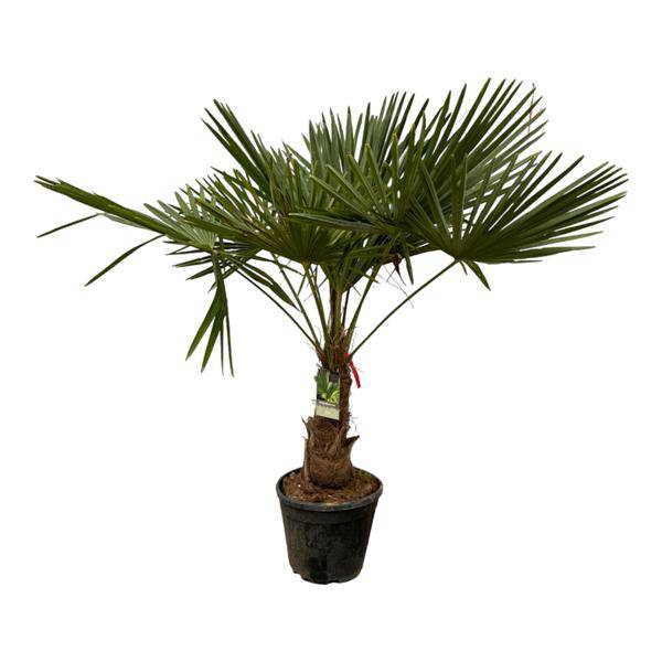 Trachycarpus fortuneii – Chinesische Hanfpalme – Winterharte Palme für Garten, Terrasse oder Zimmer – Höhe ca. 200cm – Ø40cm 