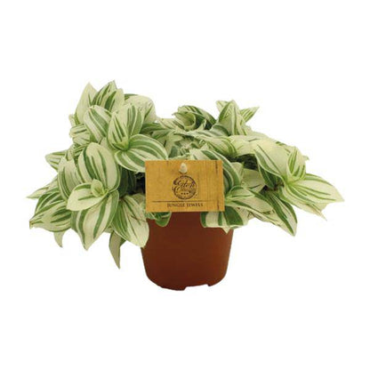 Dreimasterblumen - Tradescantia Brightness - Zimmerpflanze - Ø12cm -  ↕20cm 