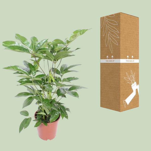 Regenschirmbaum - Schefflera Actinophylla Amate - Zimmerpflanze - Ø24cm - ↕100cm 