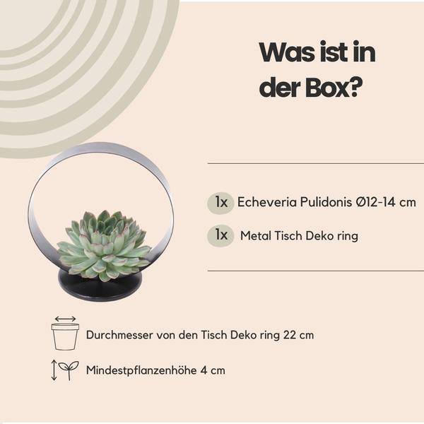 Sukkulente - Echeveria Pulidonis auf Deko Tischstandard - Zimmerpflanze - Ø20 cm - ↕20cm 