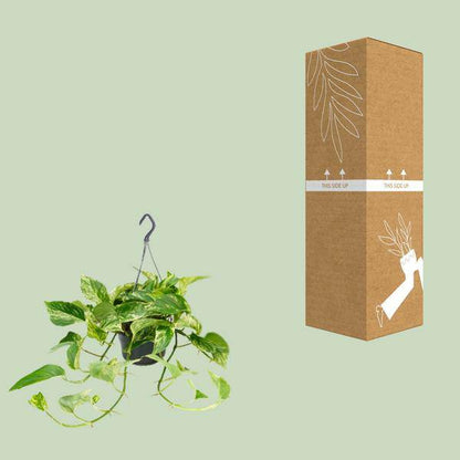 Efeutute Marble Queen – Epipremnum Scindapsus – Ø15cm x H25cm – Zimmerpflanze mit weiß-grüner Blattmusterung – Pflegeleicht – Für hellen Standort 