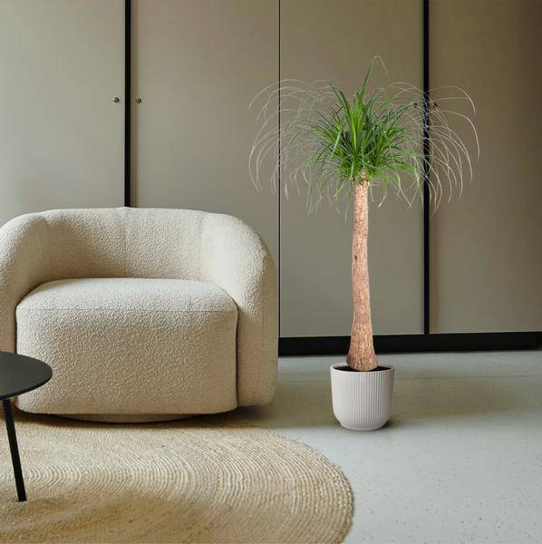 Elefantenfuß – Beaucarnea 120cm – Ø32cm – Zimmerpflanze mit dickem Stamm & hängenden Blättern – Pflegeleichte exotische Grünpflanze für Wohnzimmer, Büro & Wintergarten 