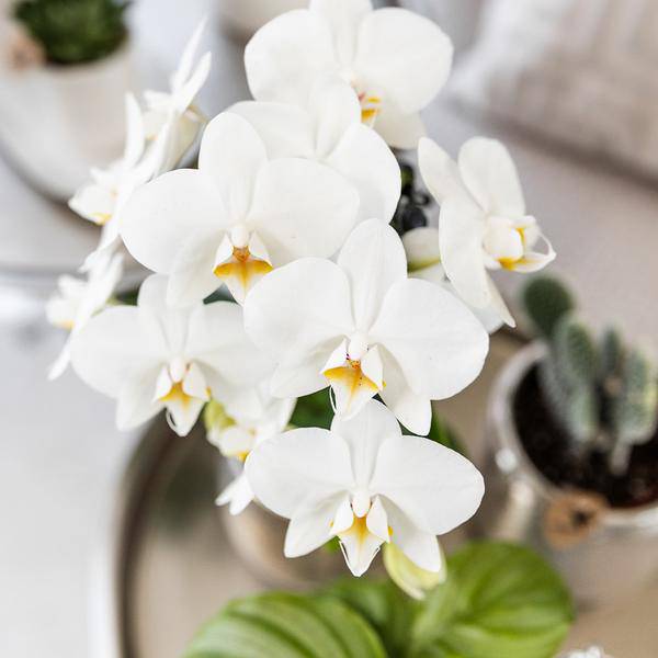Phalaenopsis Orchidee Amabilis Weiß – inkl. Elite Keramiktopf Silber – Zimmerpflanze ca. 35cm – Edle Orchidee mit 2–3 Blütenstielen – Dekopflanze für Wohnzimmer, Esszimmer & Büro 