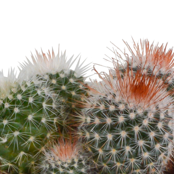 Kaktus - Bolcactus - Mix - 8,5 cm - Zimmerpflanze - im Terrakotta-Topf 