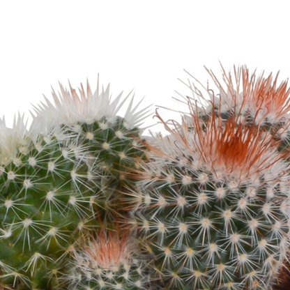 Kaktus - Bolcactus - Mix - 8,5 cm - Zimmerpflanze - im Terrakotta-Topf 